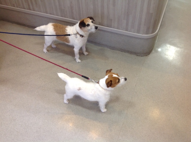 志賀バニラ＆シュート