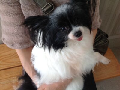 坂本チャッピーちゃん