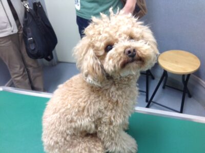 金成デラックスちゃん