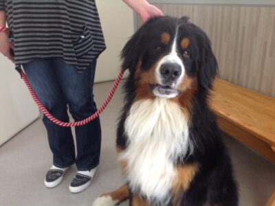 坂本ゆららちゃん