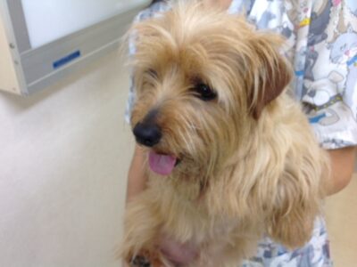 磯上ハローちゃん