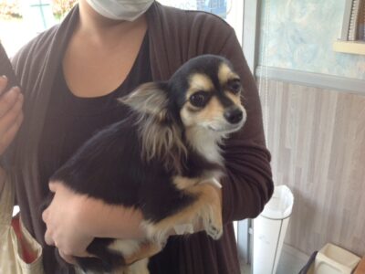 阿部あづちゃん