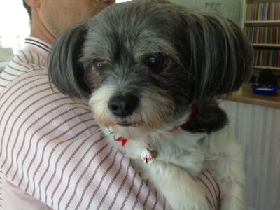 田シフォンちゃん