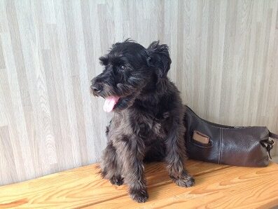 四家アンナちゃん