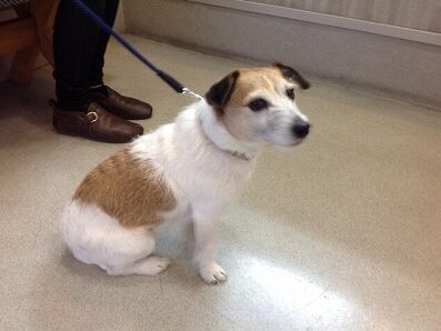 志賀シュートちゃん