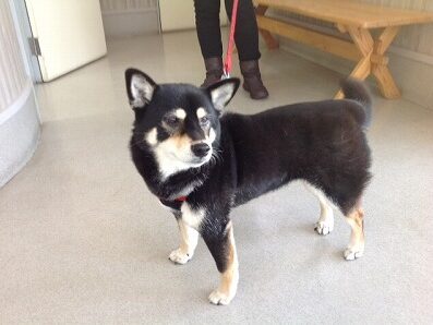 三浦コロちゃん