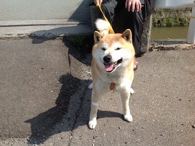 柏原ポチちゃん